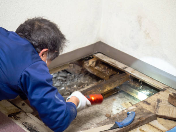 Best Black Mold Remediation in Hobart, WI