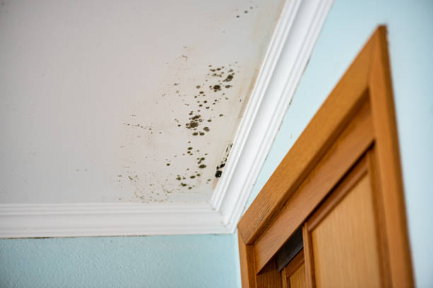 Best DIY Mold Remediation Support Services in Hobart, WI