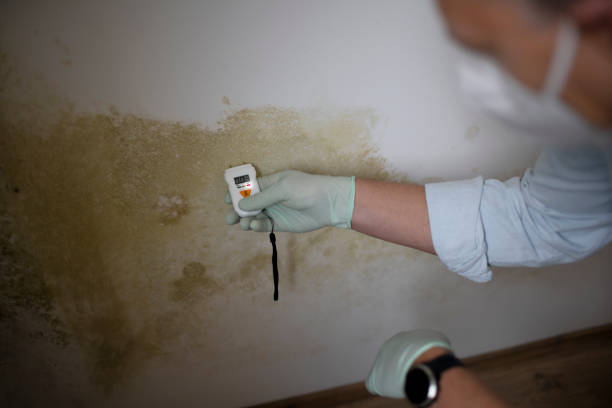 Best Attic Mold Remediation in Hobart, WI