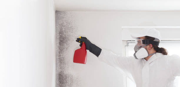 Professional Mold Remediation in Hobart, WI