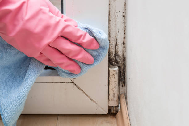 Best Crawl Space Mold Remediation in Hobart, WI